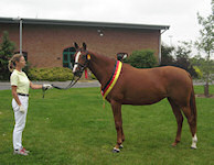 Ballet Time : Bertoli W x Wittinger x Cavalier 2009 Chestnut Filly